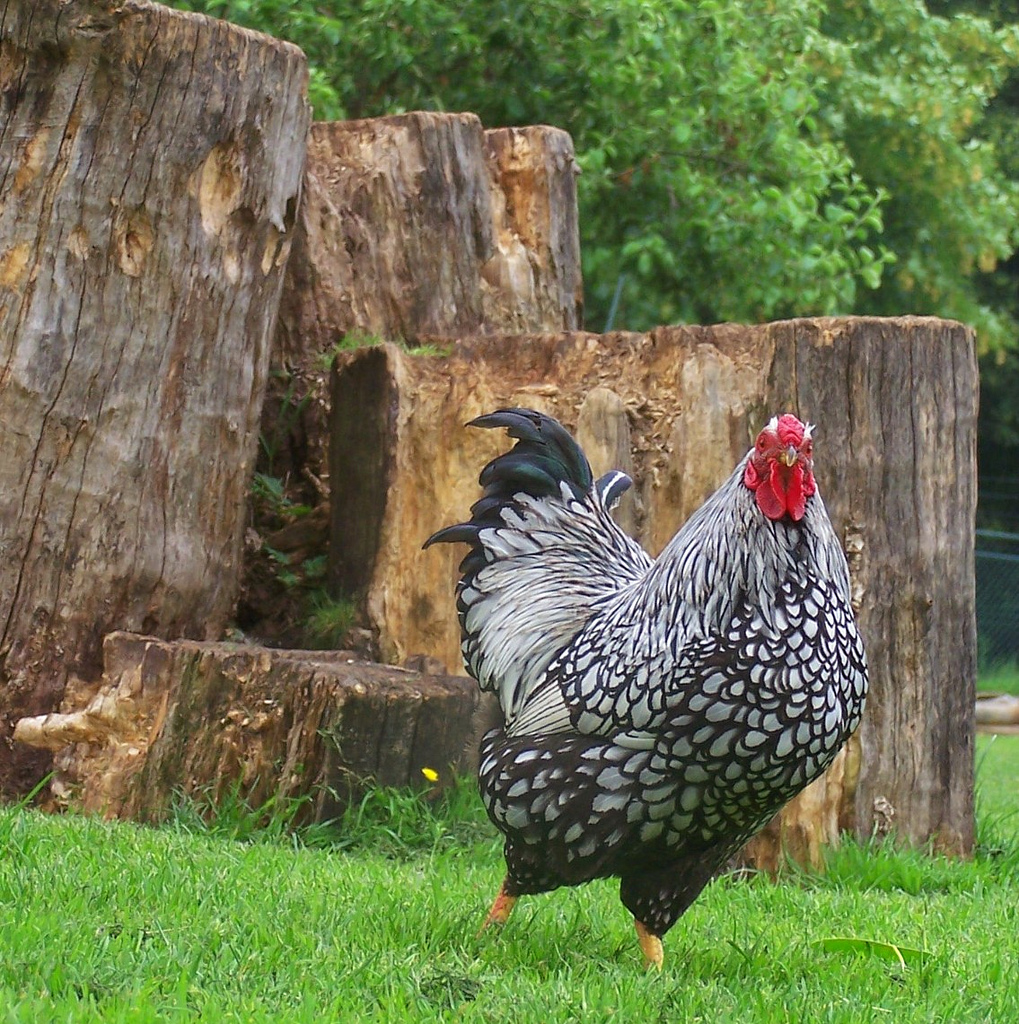 Best Egg Laying Chickens - 2019 Guide for Backyard ...